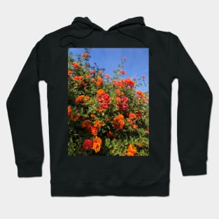 Desert Flowers in Golden Afternoon Sun Hoodie